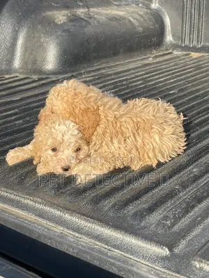 1-3 months Male Purebred Poodle
