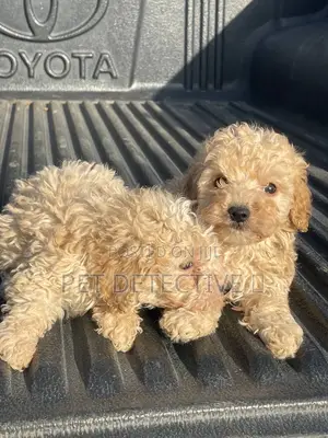 1-3 months Male Purebred Poodle