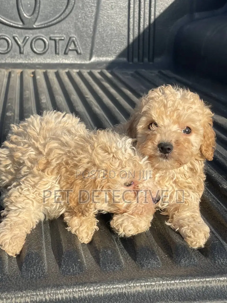 1-3 months Male Purebred Poodle
