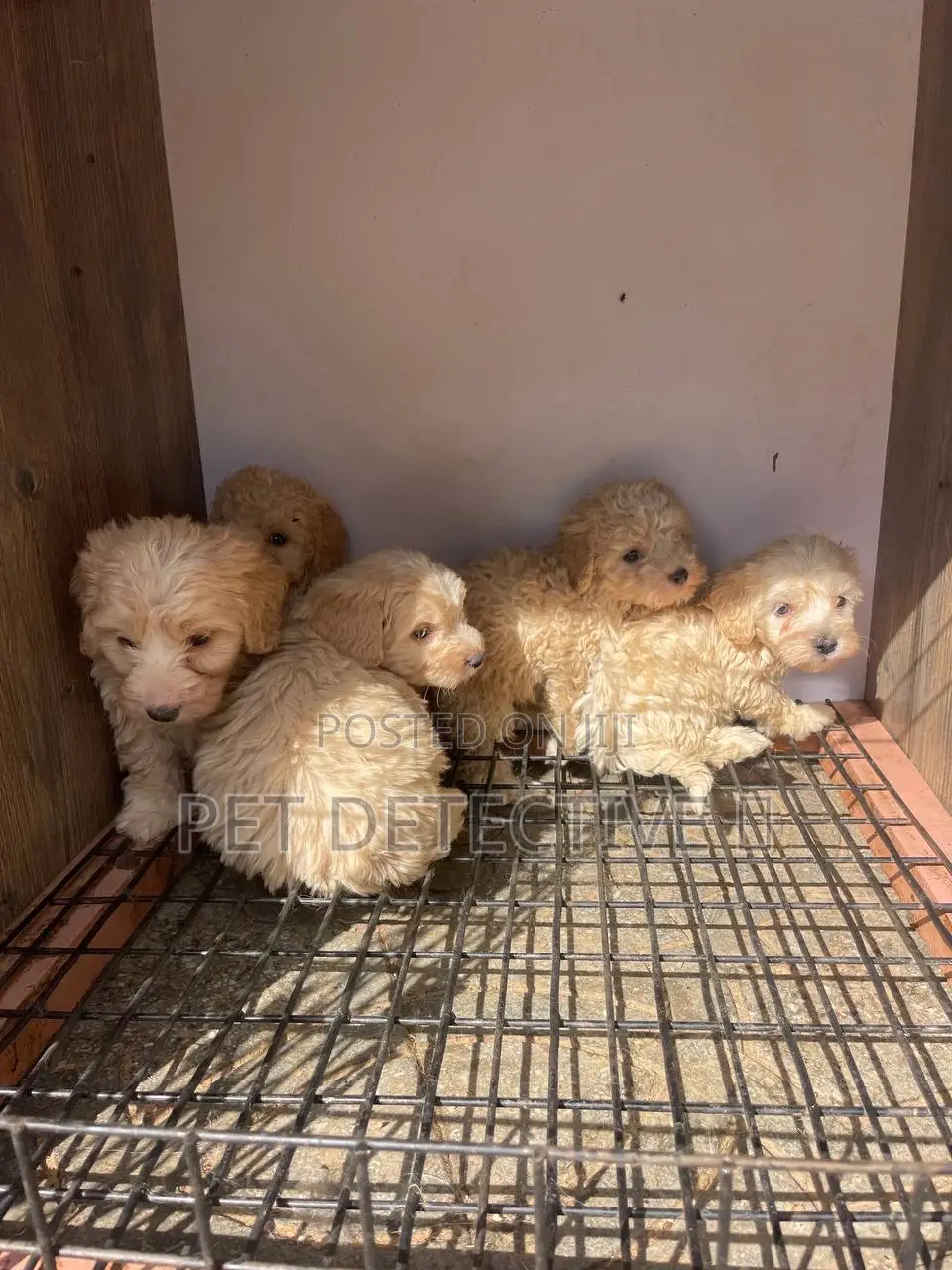 1-3 months Male Purebred Poodle