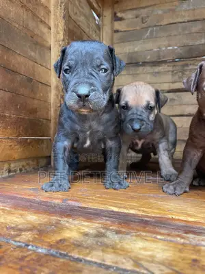 1-3 months Male Purebred Boerboel