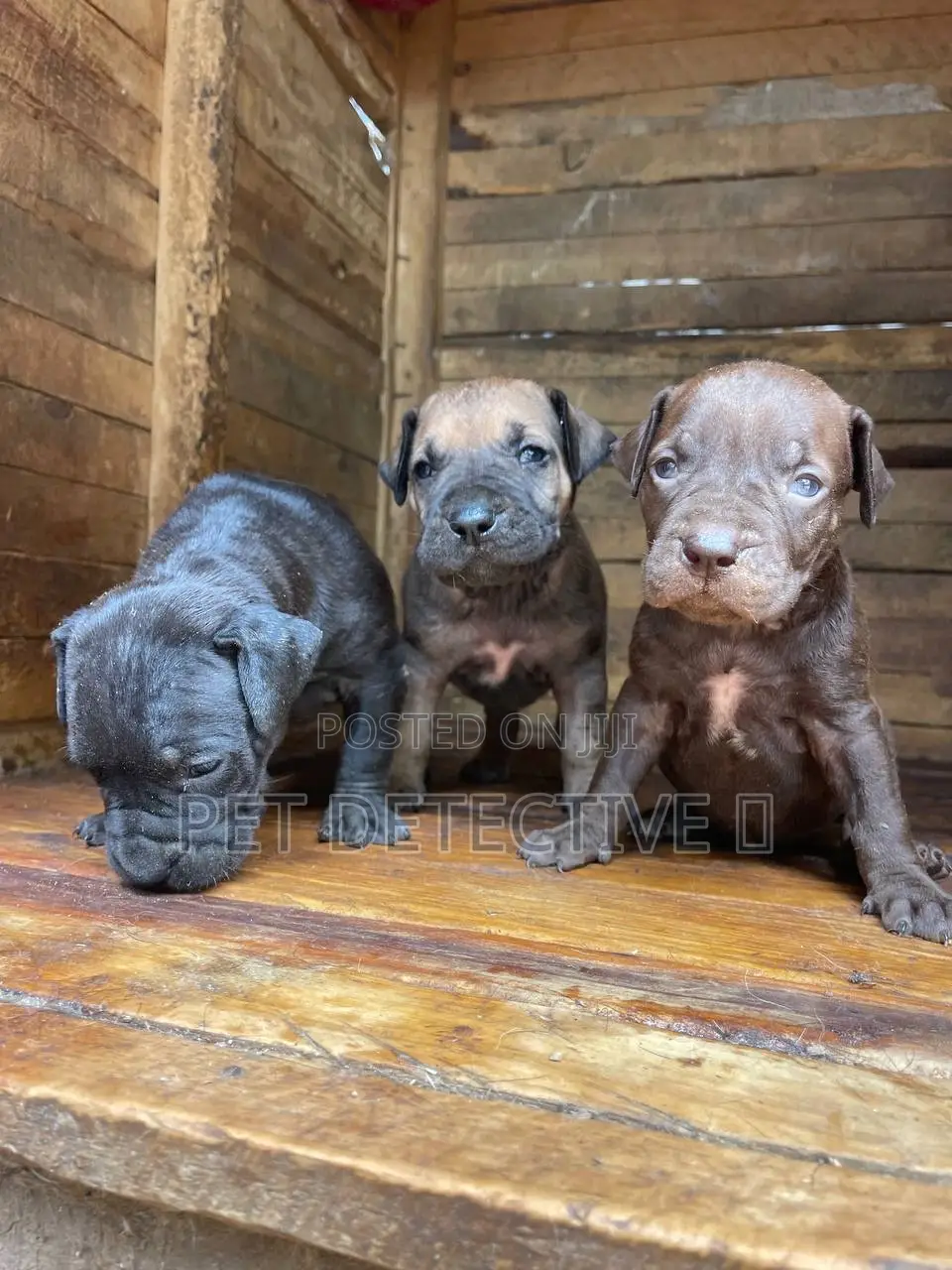 1-3 months Male Purebred Boerboel