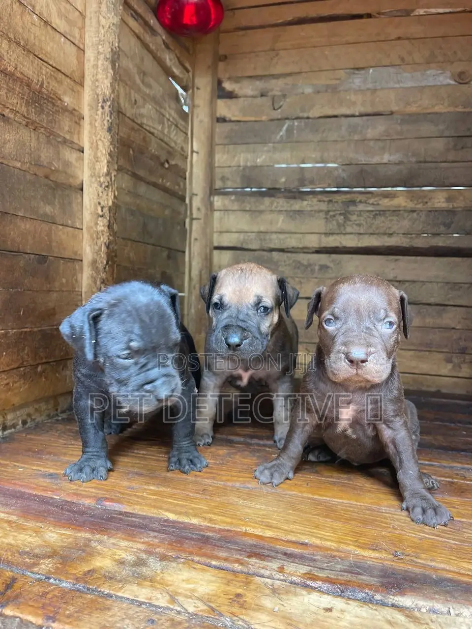 1-3 months Female Purebred Boerboel
