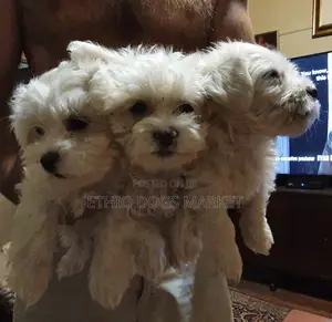 1-3 months Male Purebred Maltese