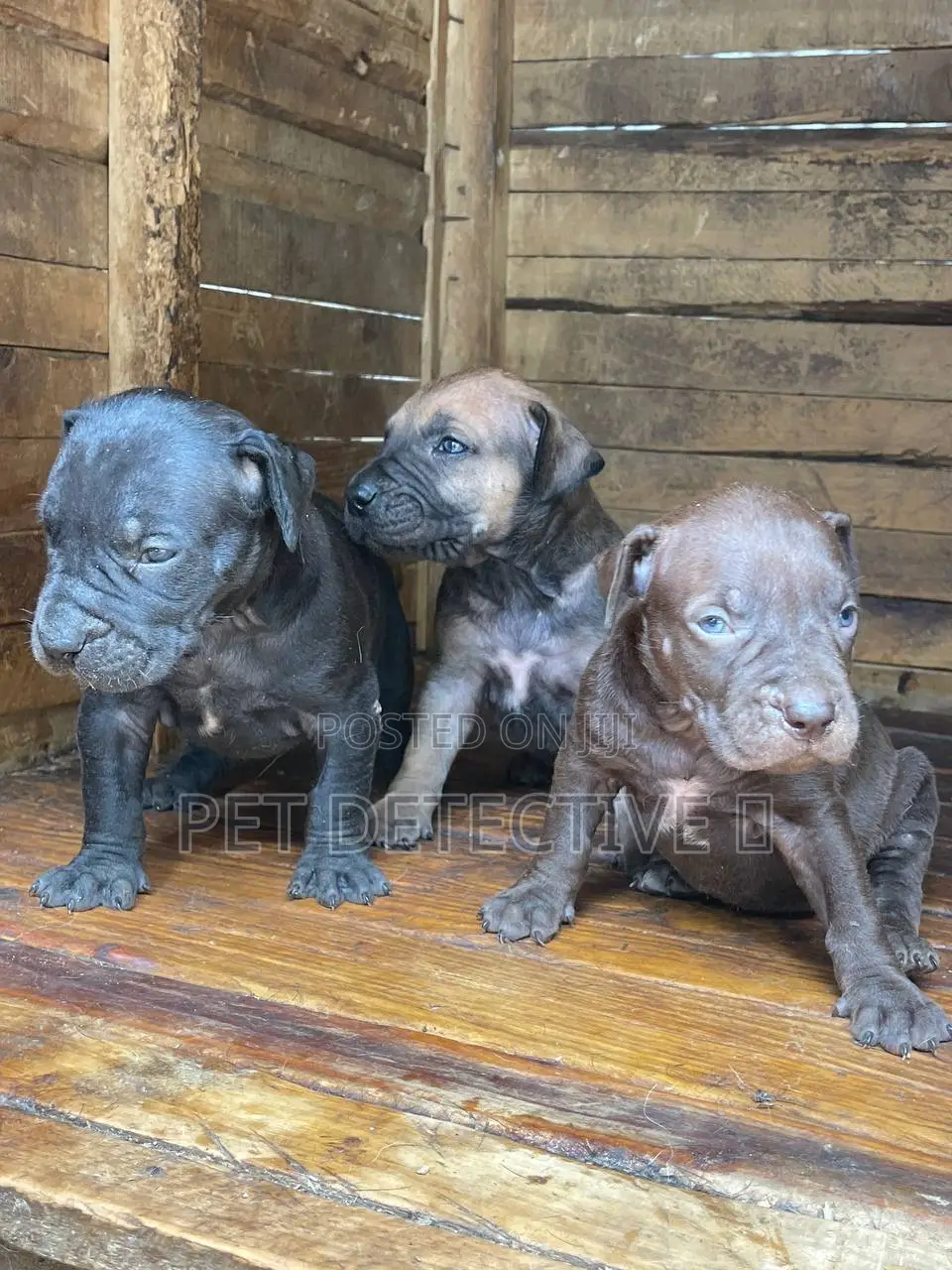 1-3 months Male Purebred Boerboel