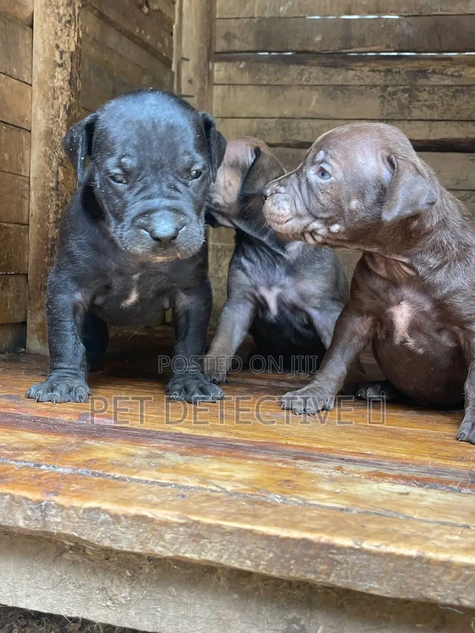 1-3 months Male Purebred Boerboel