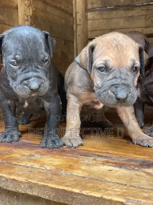 1-3 months Male Purebred Boerboel