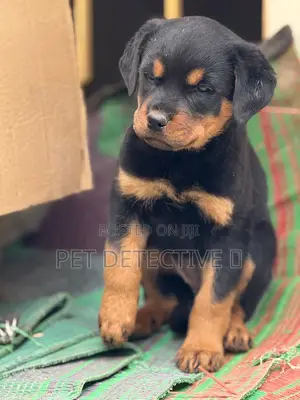 1-3 months Male Purebred Rottweiler