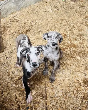 1-3 months Male Purebred Great Dane
