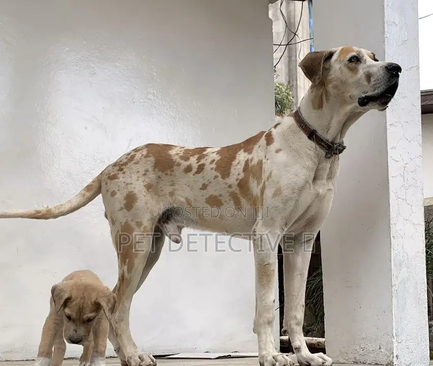 1-3 months Male Purebred Great Dane