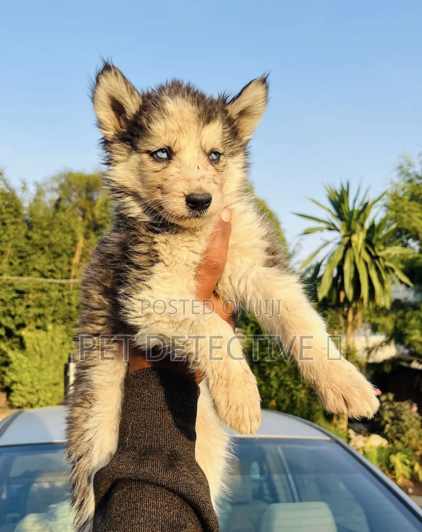 1-3 months Male Purebred Siberian Husky