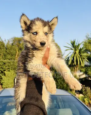 1-3 months Male Purebred Siberian Husky