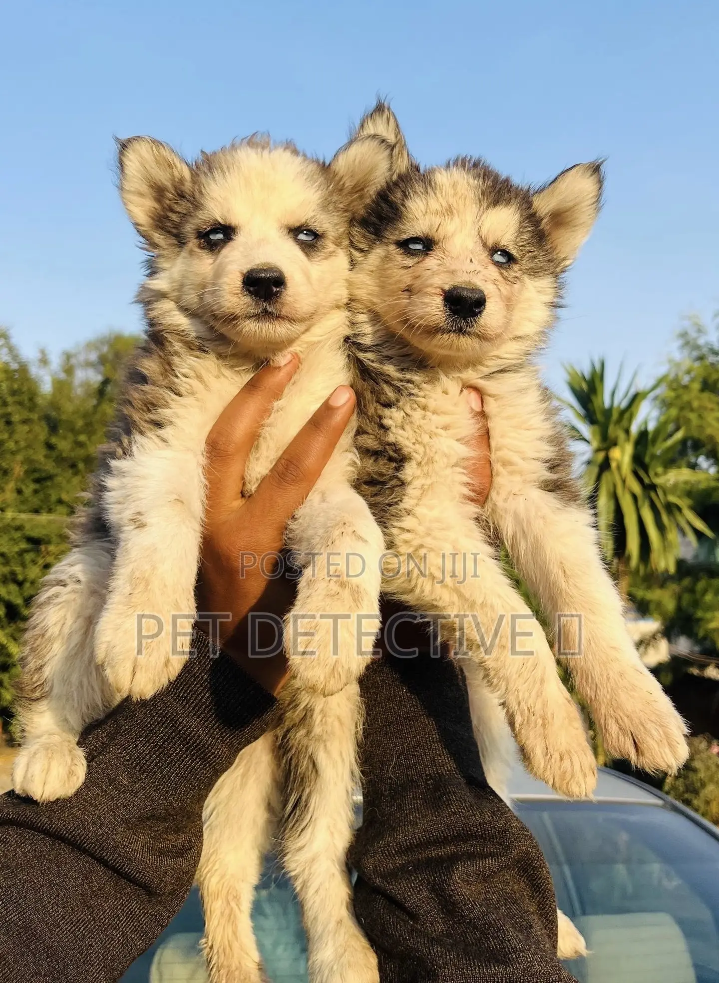 1-3 months Male Purebred Siberian Husky