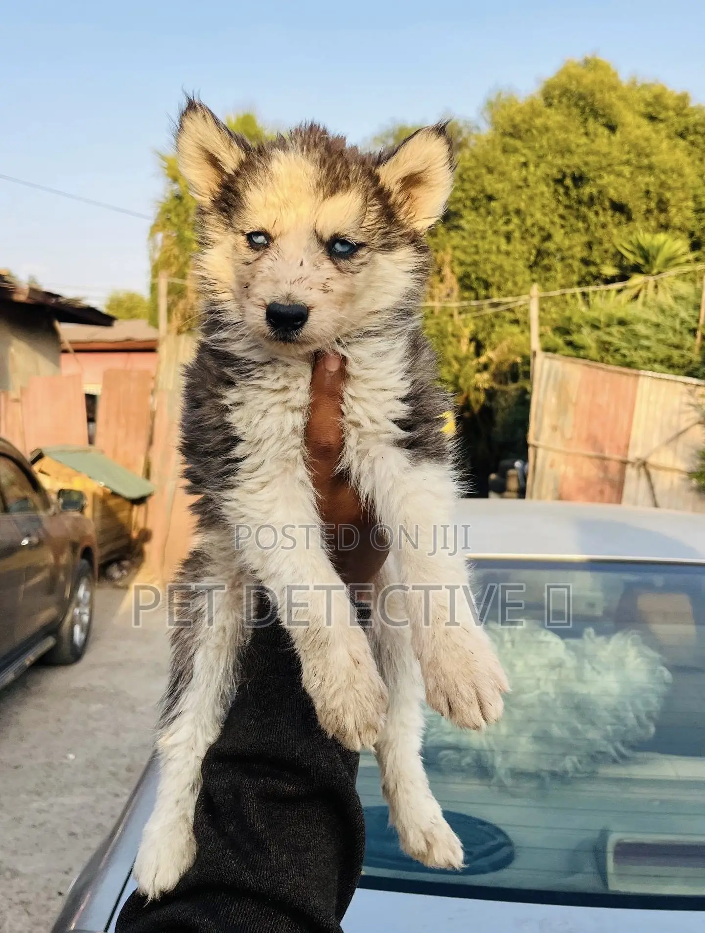 1-3 months Male Purebred Siberian Husky