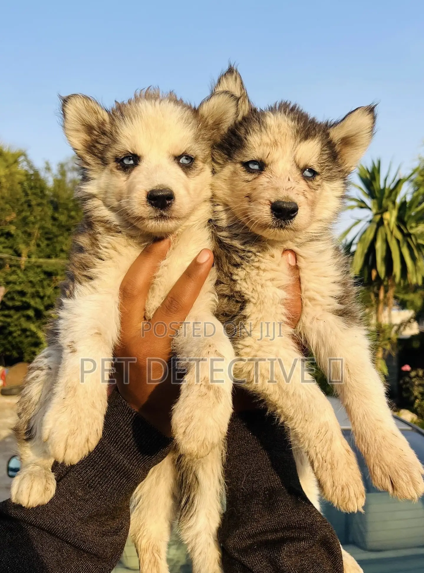 1-3 months Male Purebred Siberian Husky
