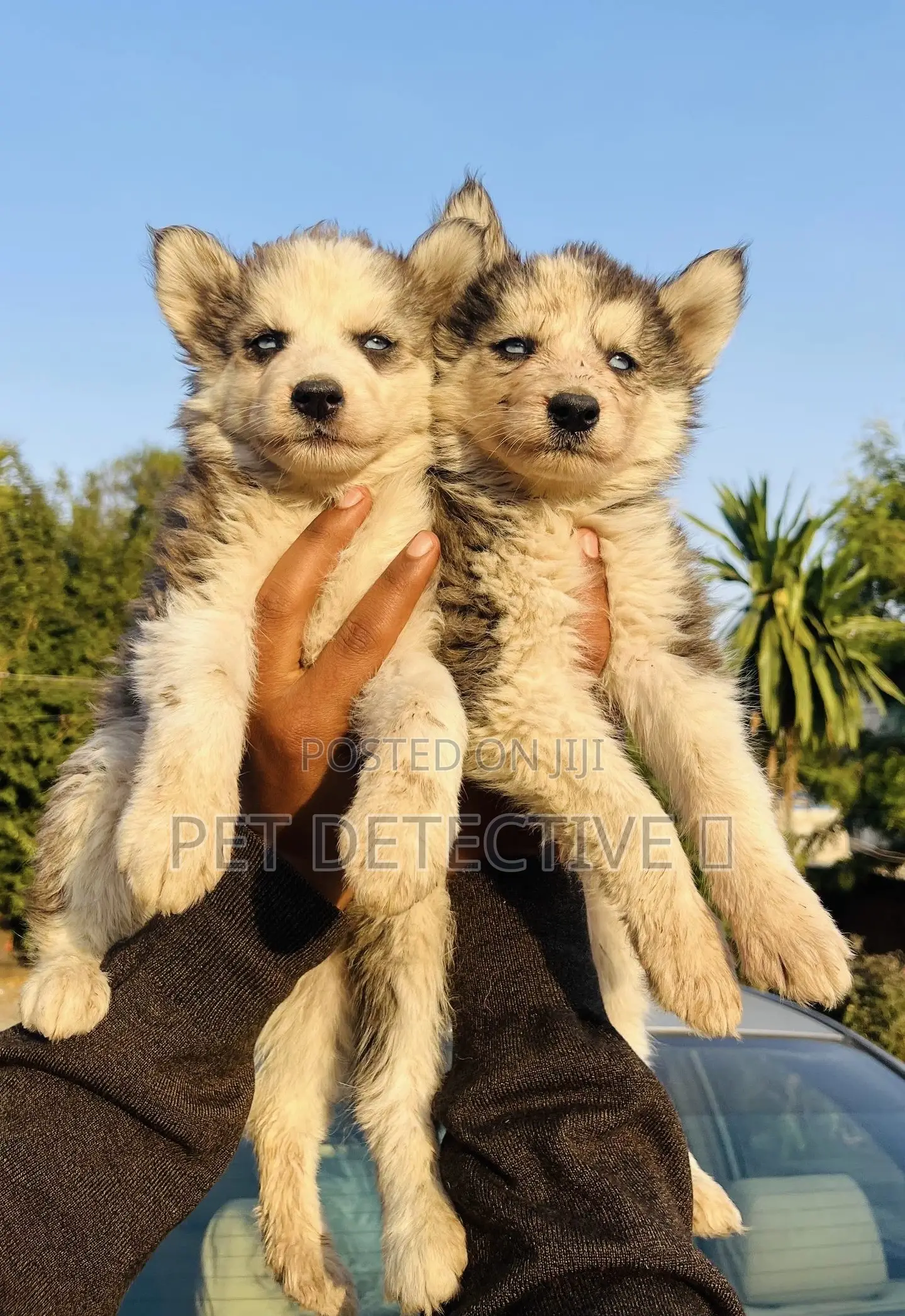 1-3 months Male Purebred Siberian Husky