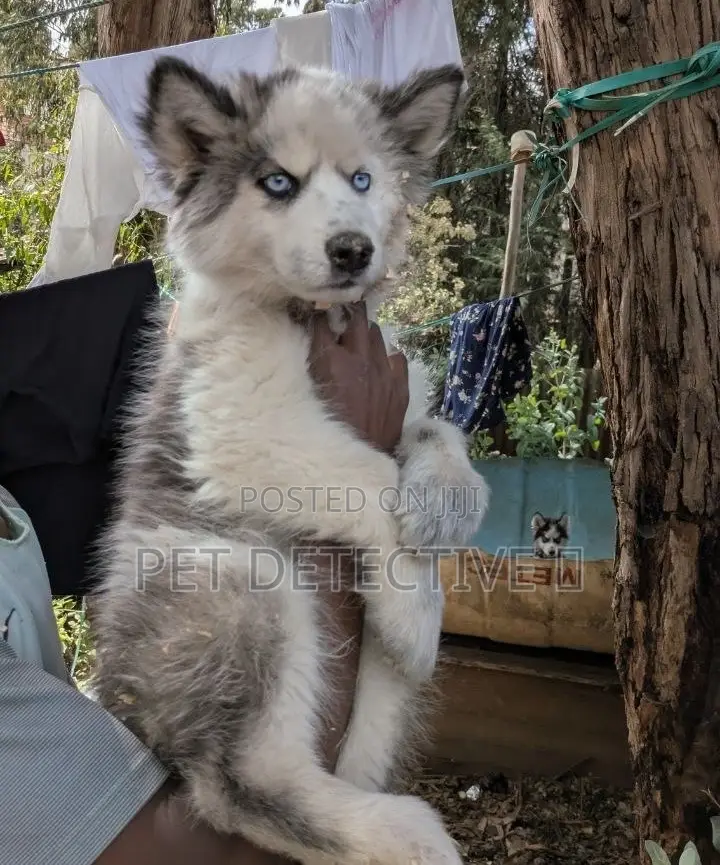1-3 months Female Purebred Siberian Husky