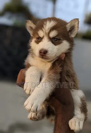 1-3 months Male Purebred Siberian Husky