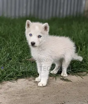 1-3 months Male Purebred Siberian Husky