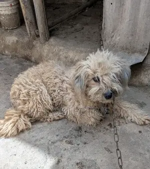 1-3 months Male Purebred Poodle