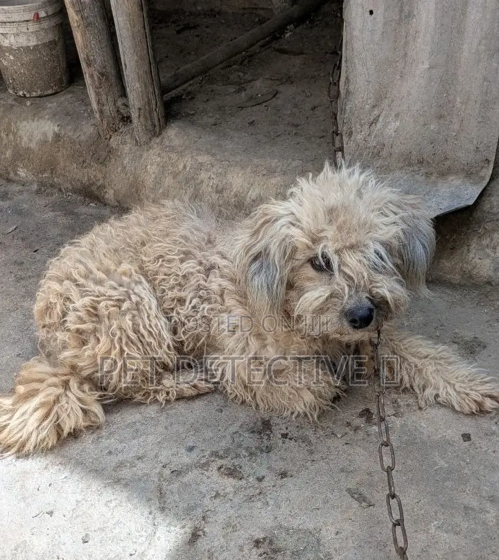 1-3 months Male Purebred Poodle
