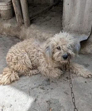 6-12 months Female Purebred Poodle