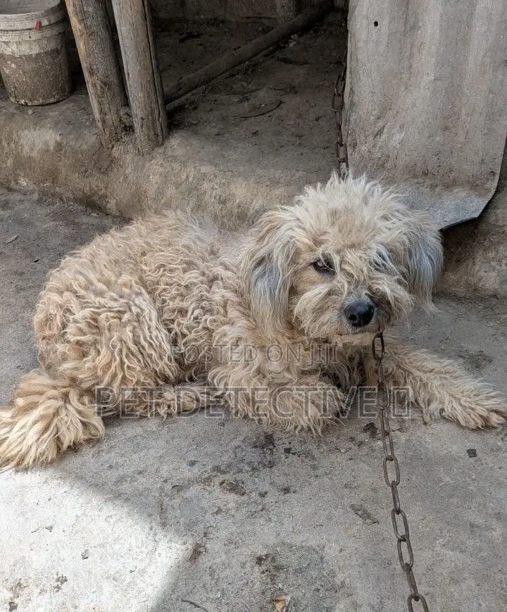 6-12 months Female Purebred Poodle