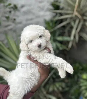 1-3 months Male Purebred Poodle