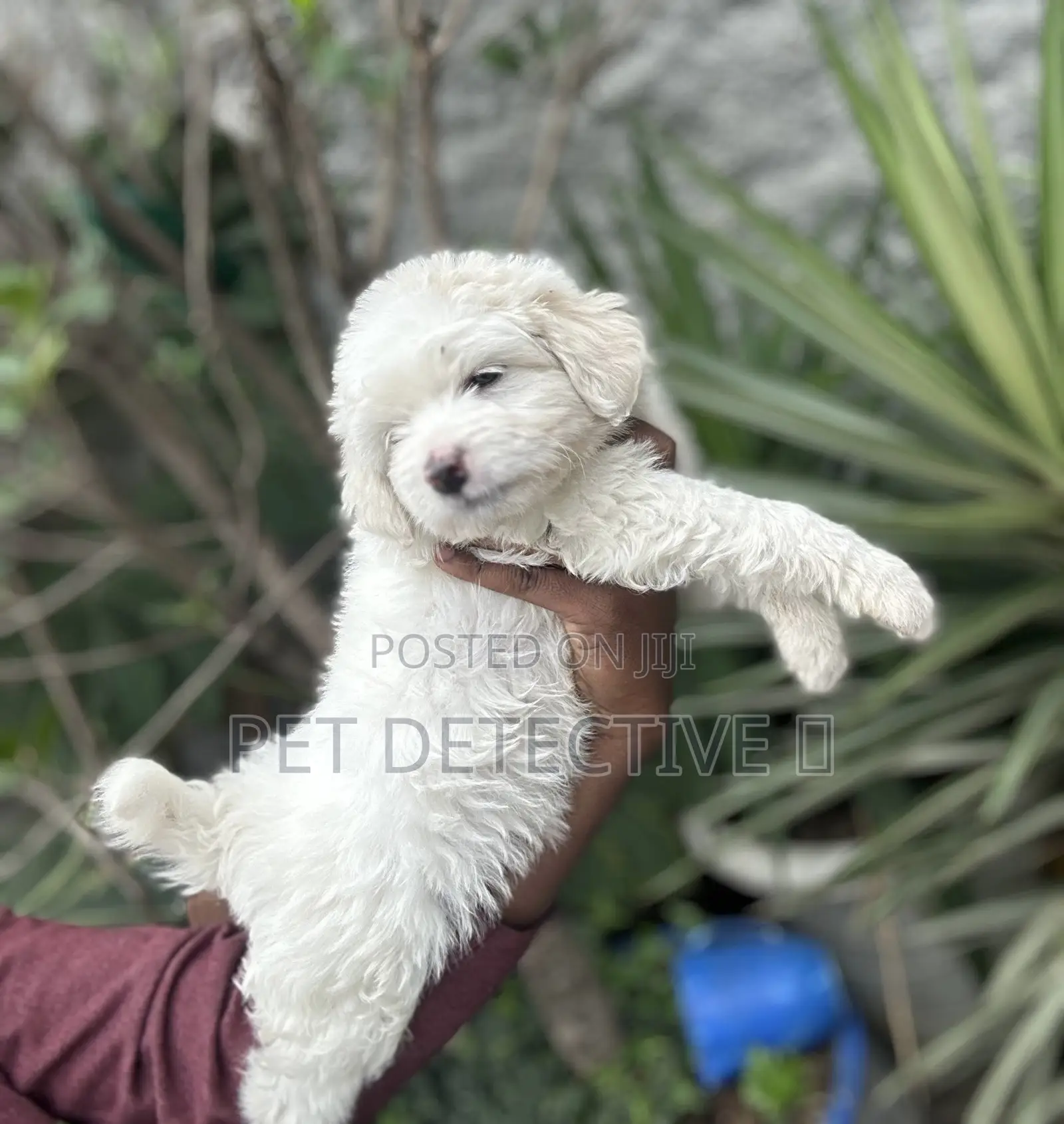 1-3 months Male Purebred Poodle