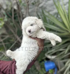 1-3 months Male Purebred Poodle