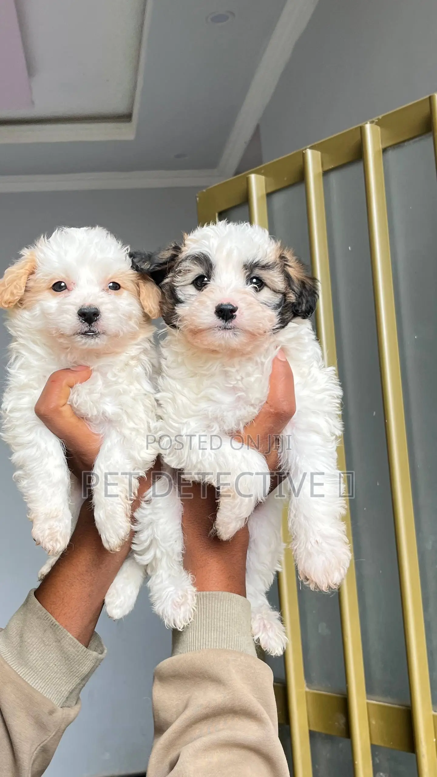 1-3 months Male Purebred Maltese