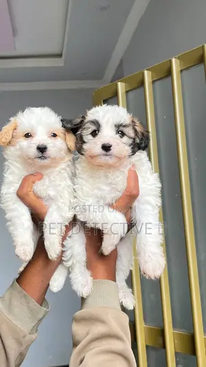 1-3 months Male Purebred Maltese