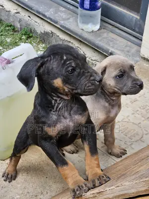 1-3 months Male Purebred Mastiff