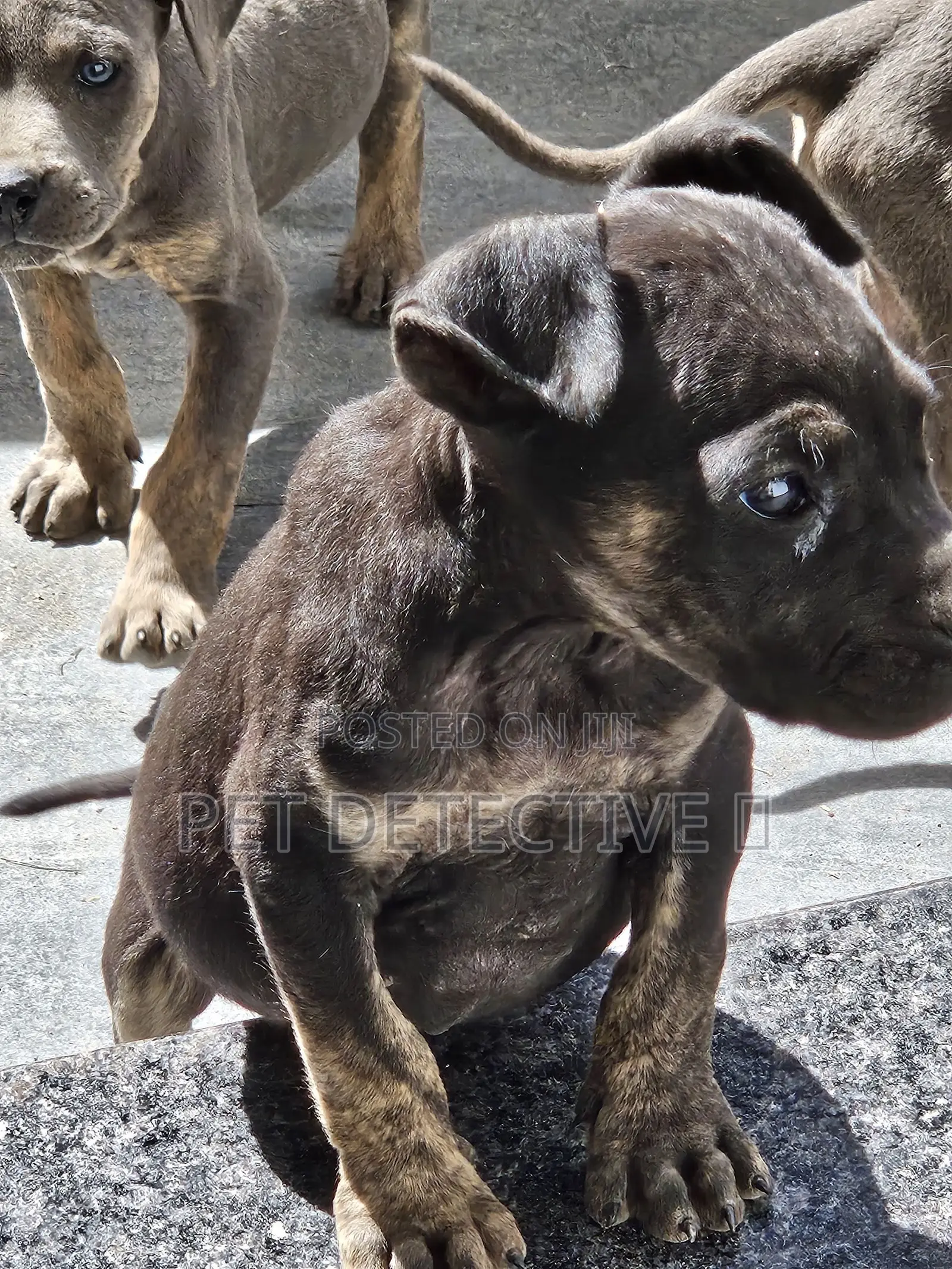 1-3 months Male Purebred Bullmastiff