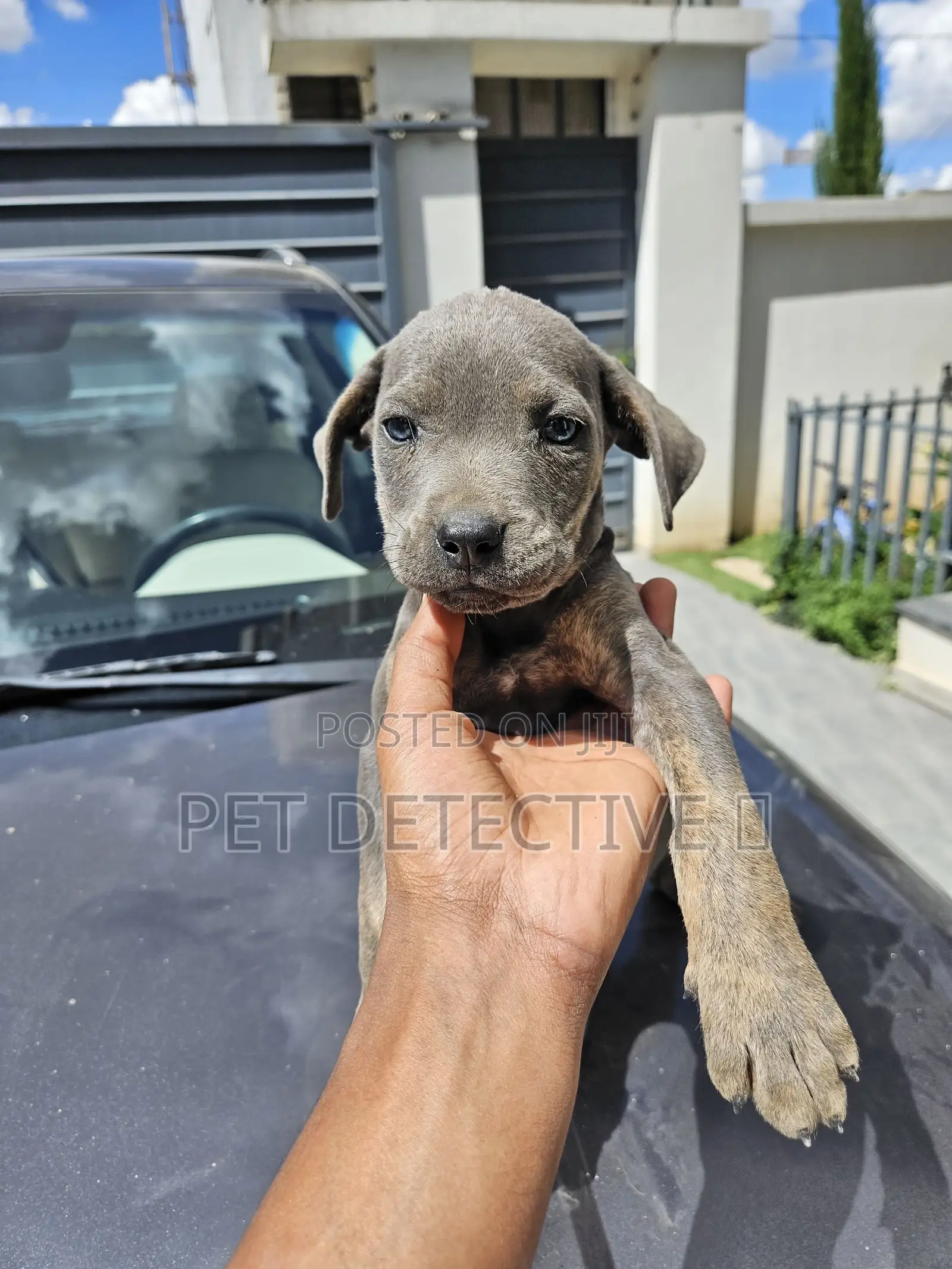 1-3 months Female Purebred Mastiff