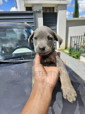 1-3 months Female Purebred Mastiff