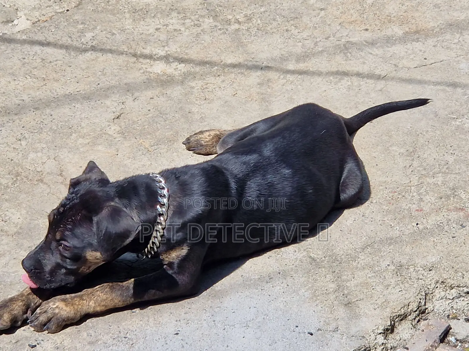 1-3 months Male Purebred Bullmastiff