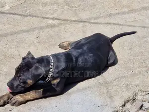 1-3 months Male Purebred Bullmastiff