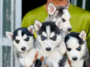 1-3 months Male Purebred Siberian Husky
