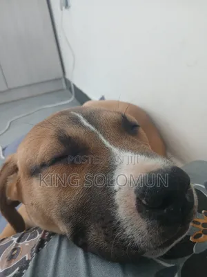 1-3 months Male Mixed Breed American Pit Bull Terrier