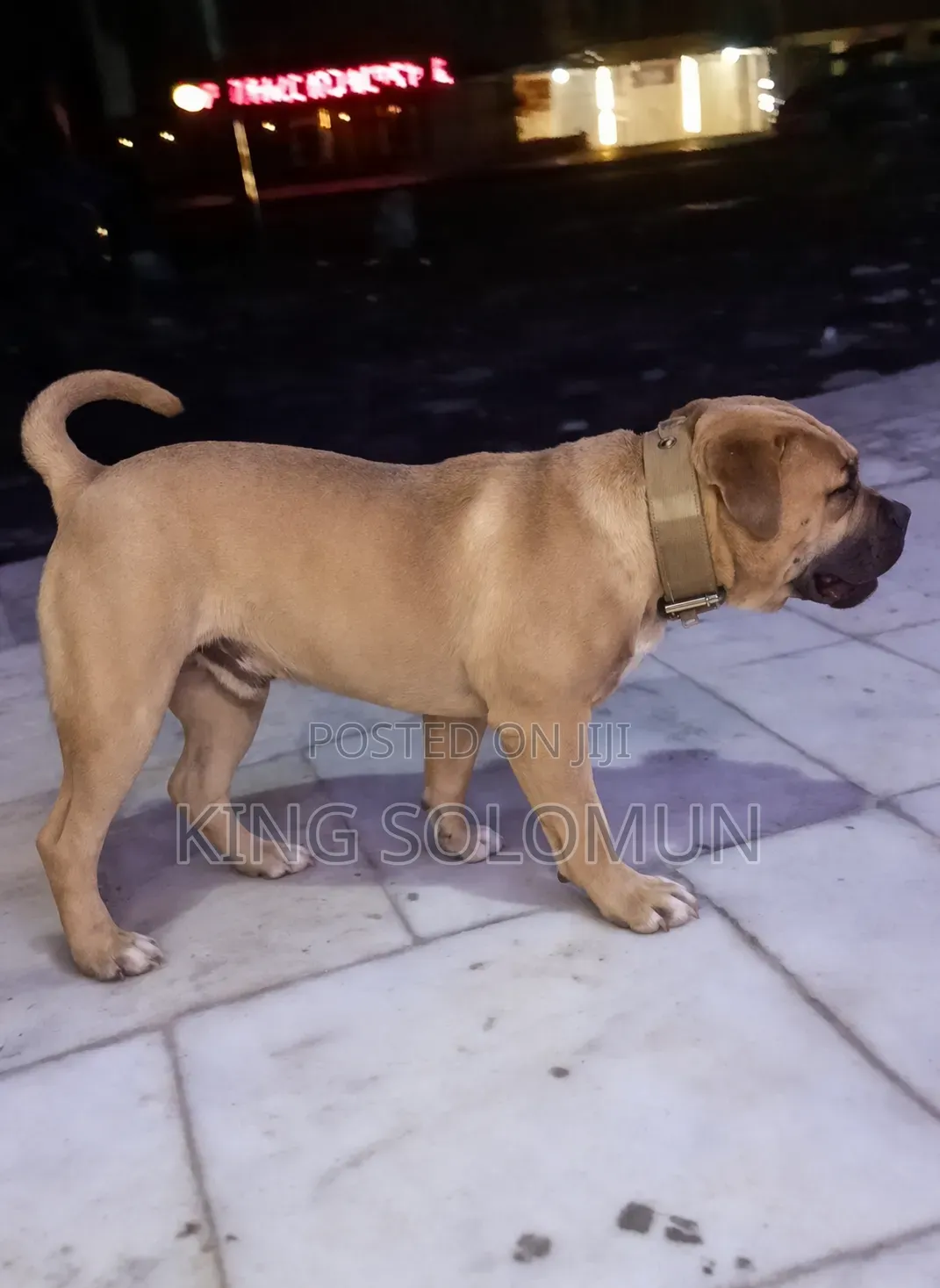 1-3 months Male Mixed Breed American Pit Bull Terrier