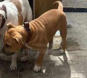 1-3 months Male Mixed Breed American Pit Bull Terrier