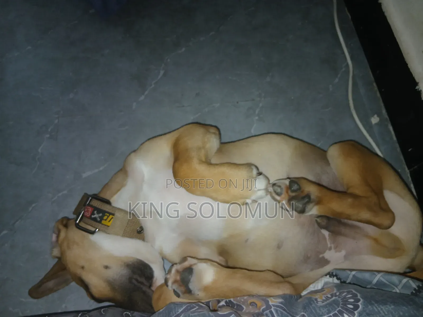 1-3 months Male Mixed Breed American Pit Bull Terrier