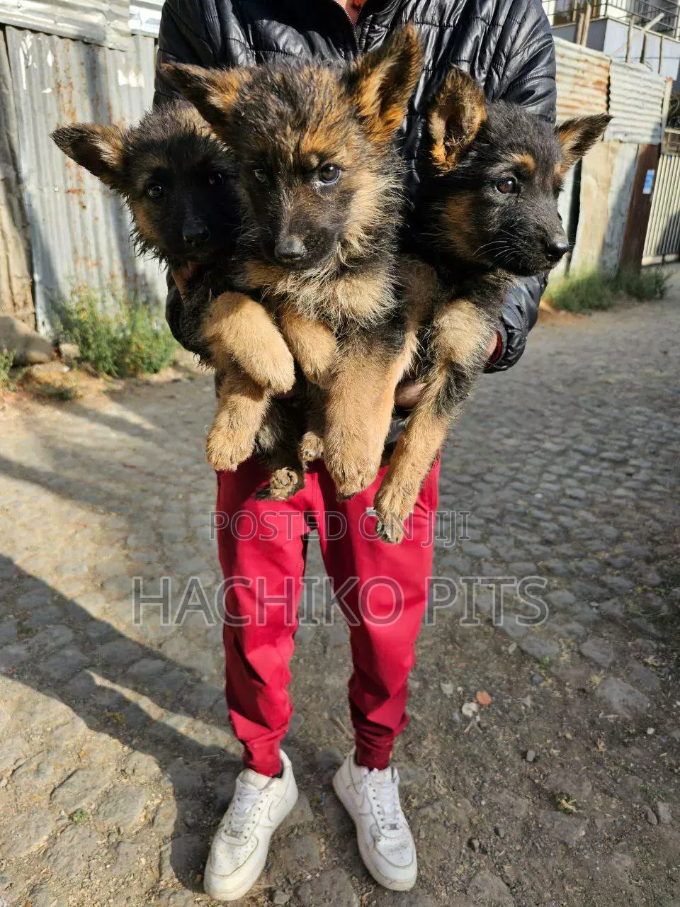 1-3 months Male Purebred German Shepherd