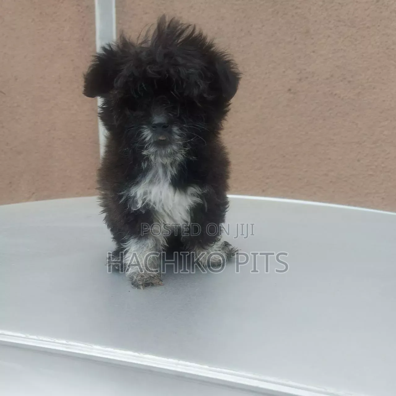 1-3 months Male Purebred Maltipoo