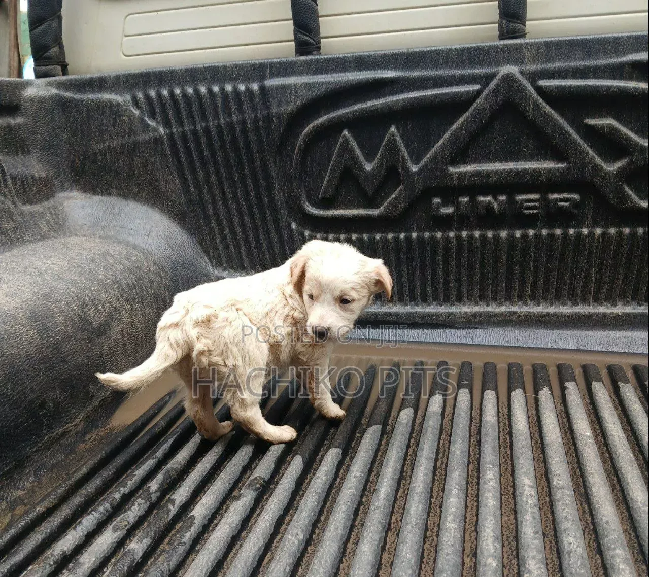 1-3 months Male Mixed Breed Maltese
