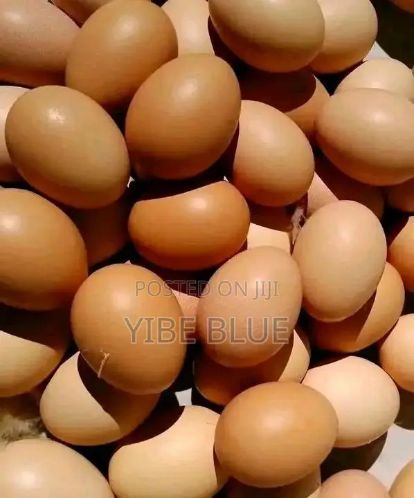እንቁላል (Egg For Sell)