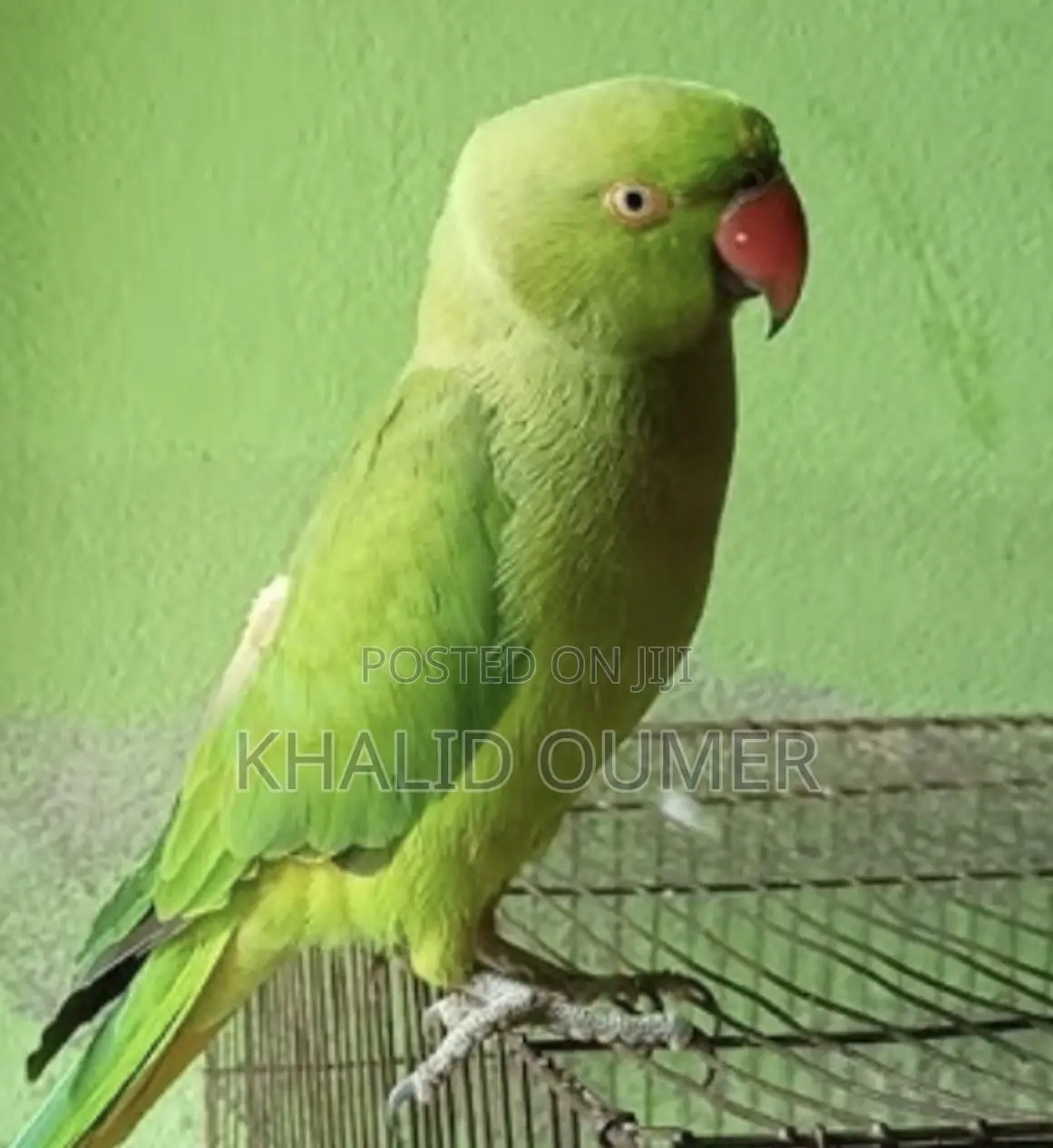 Parrot Discount