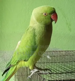 Parrot Discount