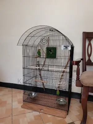 Parrot Discount